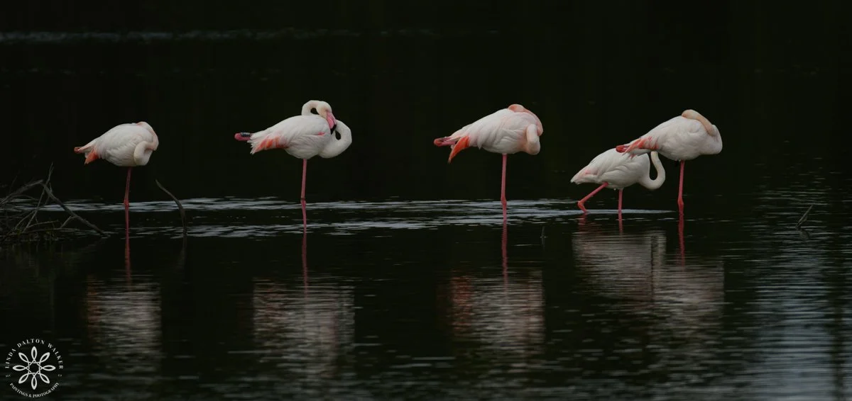 Flamingos with dark background standing on one leg in shallow water, all sleeping, Sicily, Italy, fine art wildlife photography print by Linda Dalton Walker