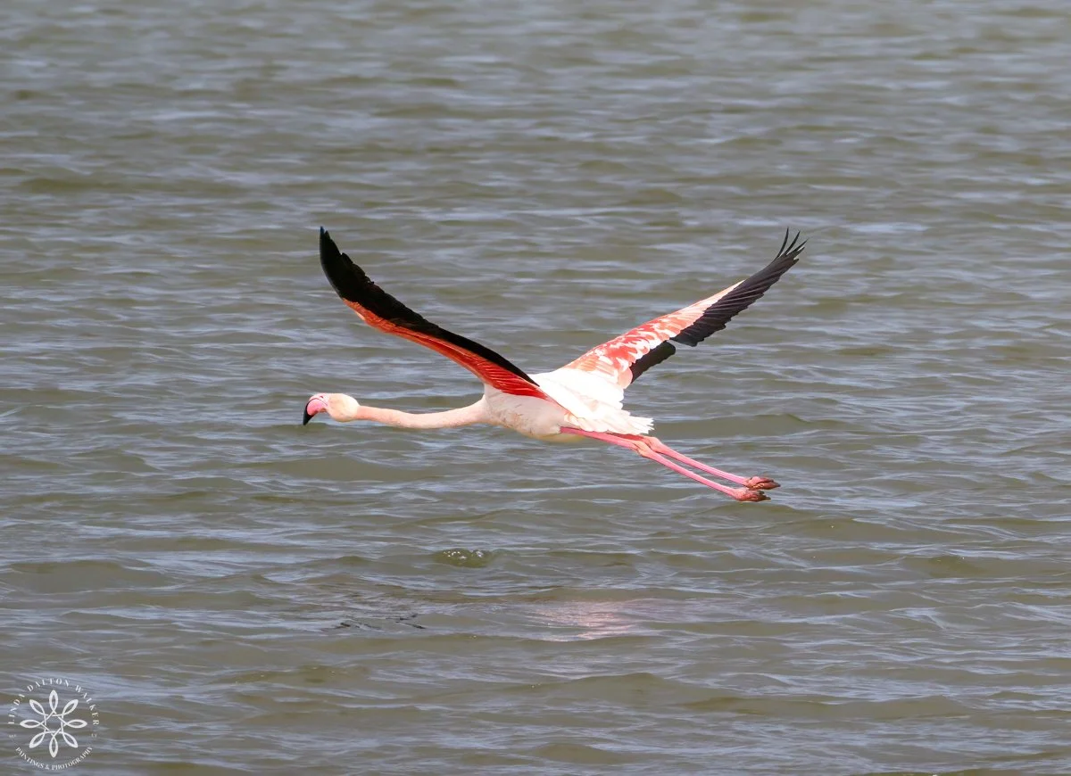 Greater Flamingo in flight over water, Sicily, Italy, fine art wildlife photography print by Linda Dalton Walker