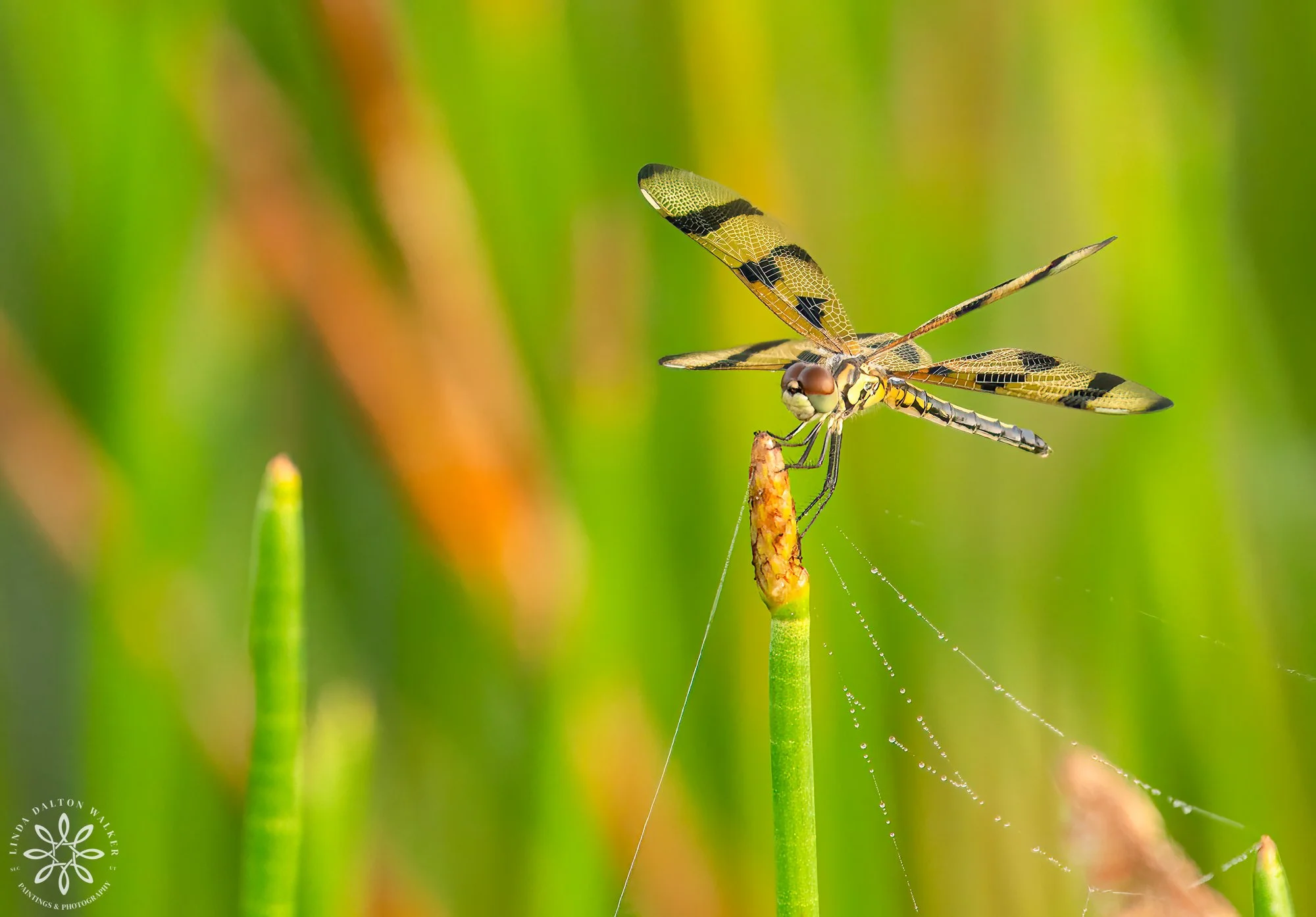 Linda-Dalton-Walker_Everglades-dragonfly.jpg