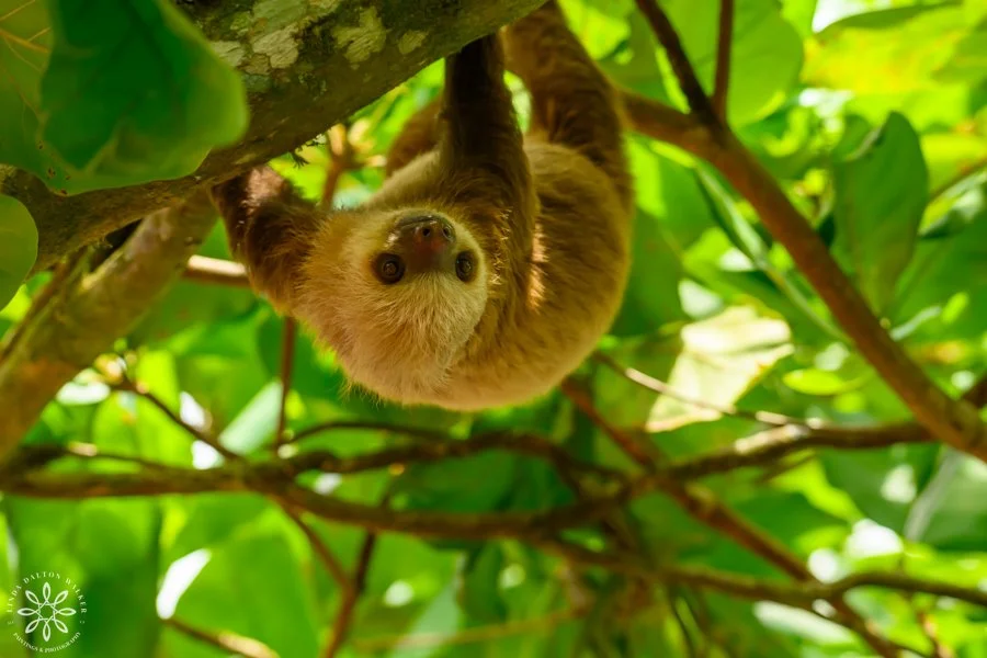 Sloth Baby, Folivora, Costa Rica