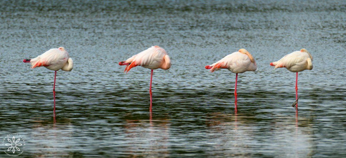 Greater Flamingos, Priolo Nature Reserve, Sicily, Four In A Row