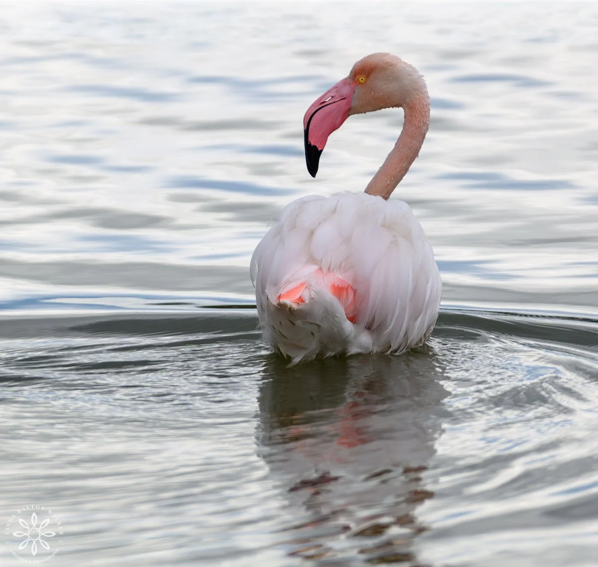 Greater Flamingos floating on water creating ripples