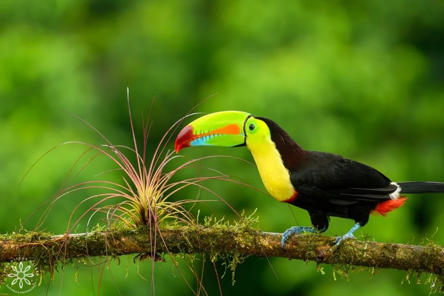 Keel-billed Toucan (ramphastosg sulfuratus) portrait of its bright green bill and green eye and yellow neck, and black body leaning into a plant on a branch, Costa Rica, fine art bird photography print by Linda Dalton Walker