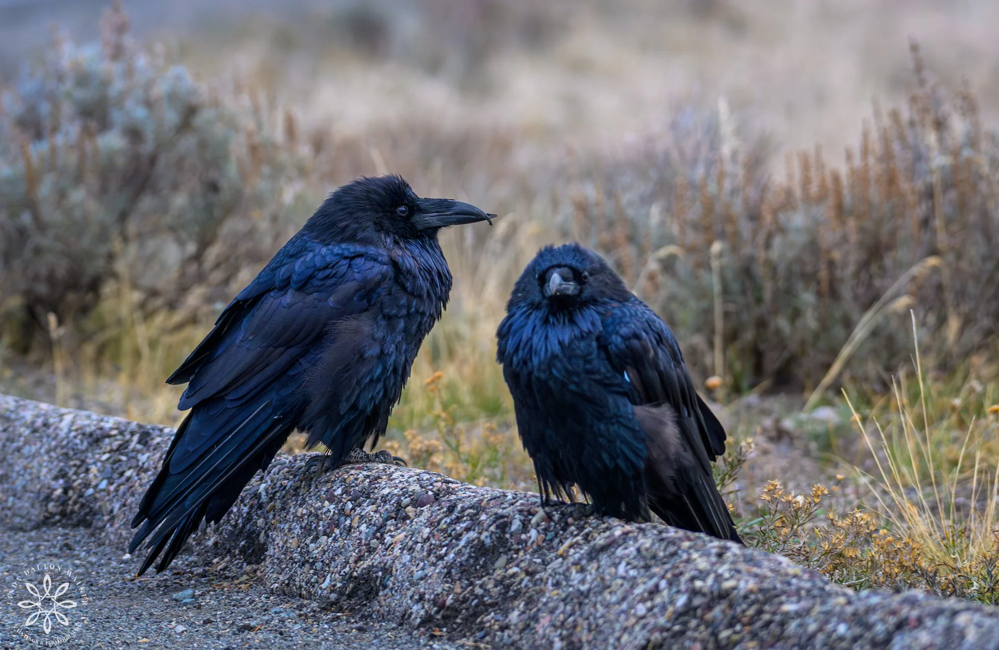 25 Yellowstone National Park, Ravens, sept 2025, Linda Dalton Walker.jpg