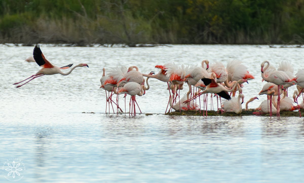 Two Greater Flamingos flying into group, Sicily, Italy, fine art wildlife photography print by Linda Dalton Walker