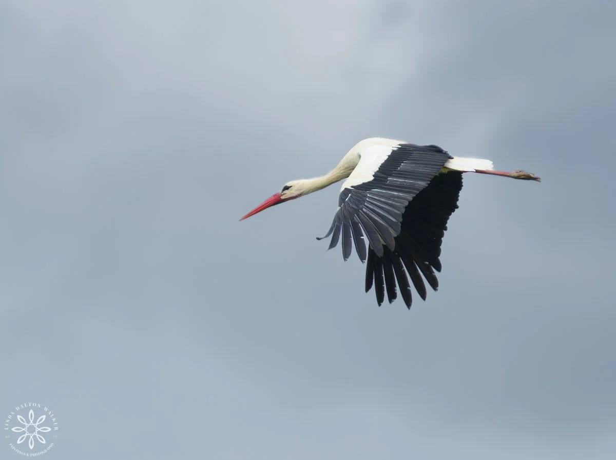 White Stork - white large shore bird with black tipped wings, flying in air in Sicily, Italy, Photograph by Salt Lake City, Utah Wildlife Photographer, Linda Dalton Walker