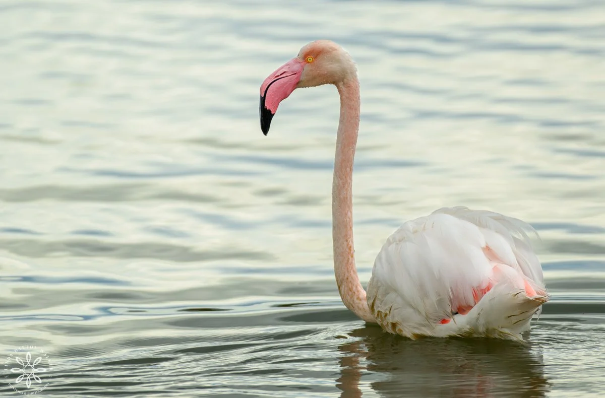 A Greater Flamingos floating on the water with its neck outstretched, Priolo Nature