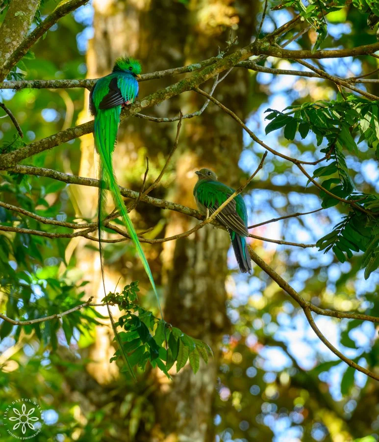 Resplendent Quetzal Breeding Pair, Pharomachrus mocinno, Costa Rica