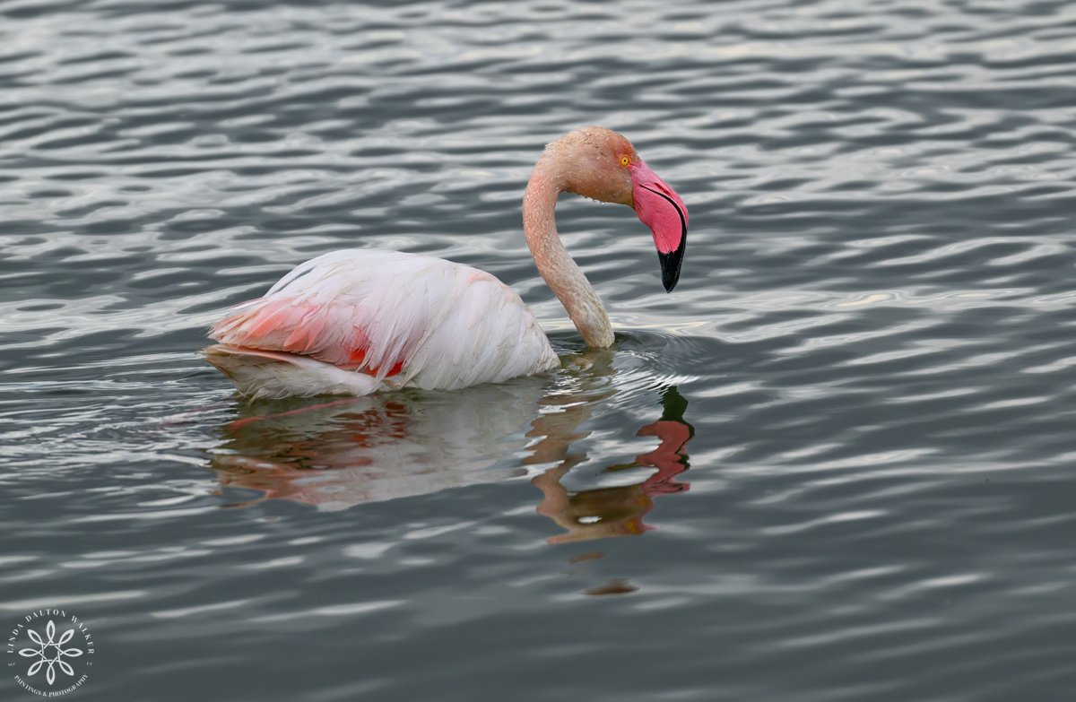 Single Greater Flamingos swimming in water with reflection.