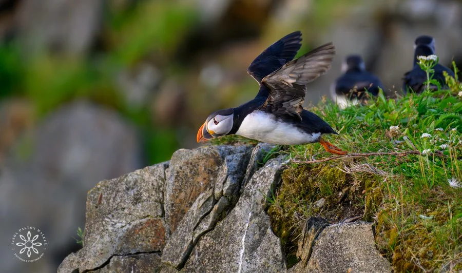 Atlantic Puffin taking flight off a rocky cliff in Newfoundland