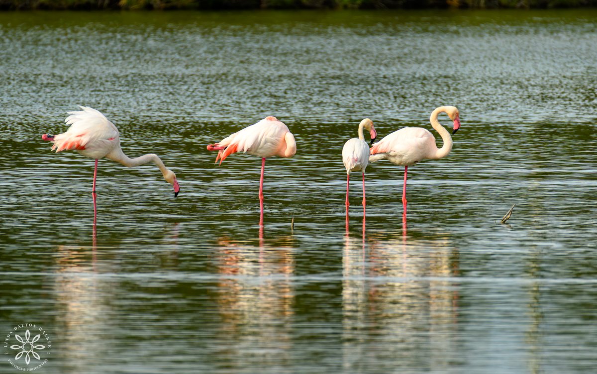 Greater Flamingos, Priolo Nature Reserve, Sicily, Stretch
