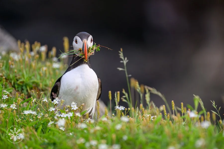 A puffin standing in a grassy area with small white flowers, holding a fish in its beak with some greenery attached.