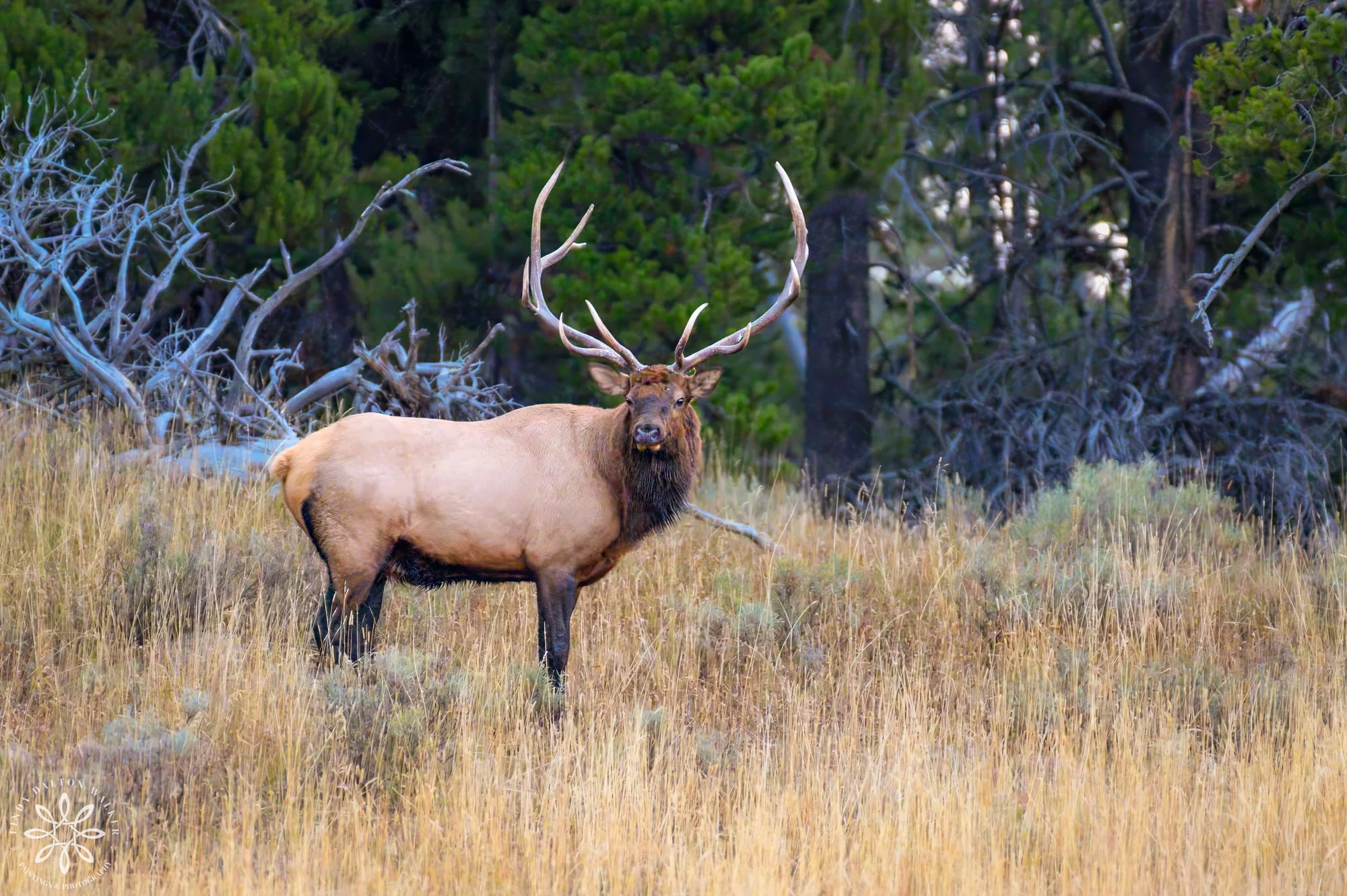 Yellowstone National Park, Elk Bull