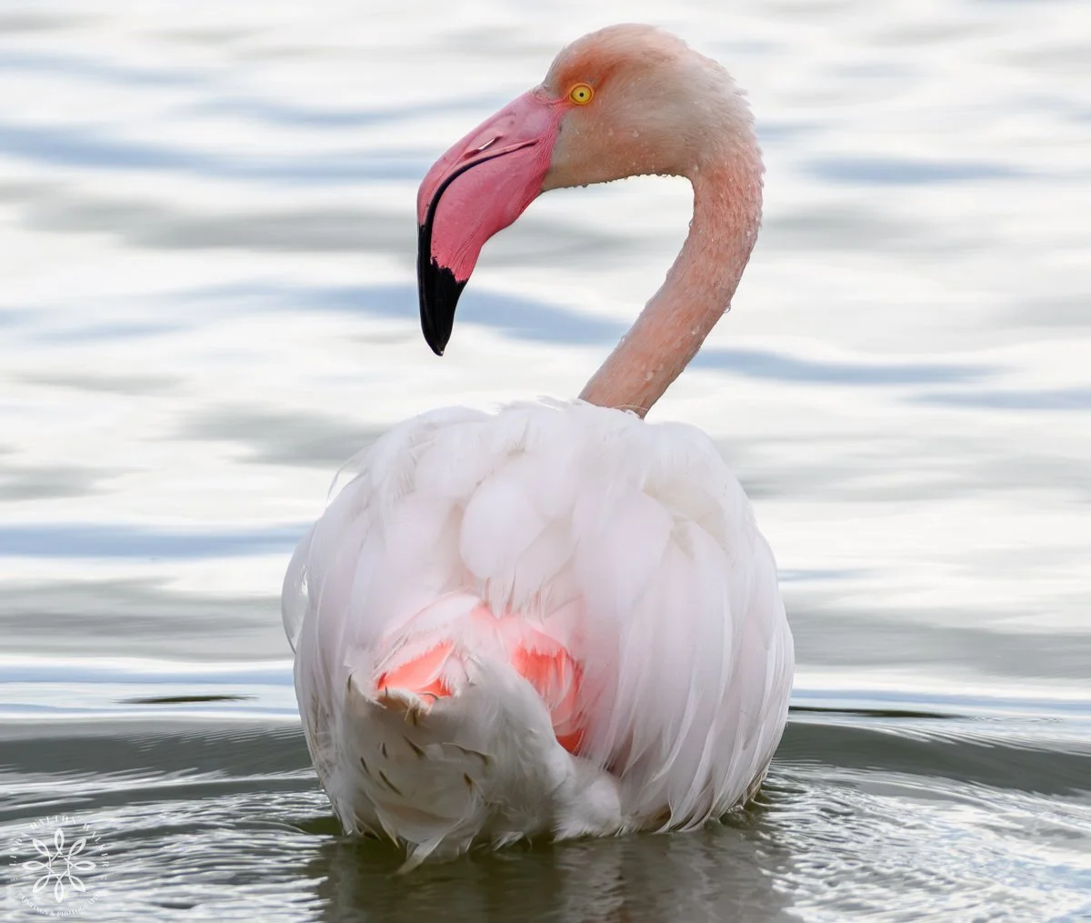 Portrait of Greater Flamingos looking over back with eye on viewer,  in water, Sicily, Italy, fine art wildlife photography print by Linda Dalton Walker