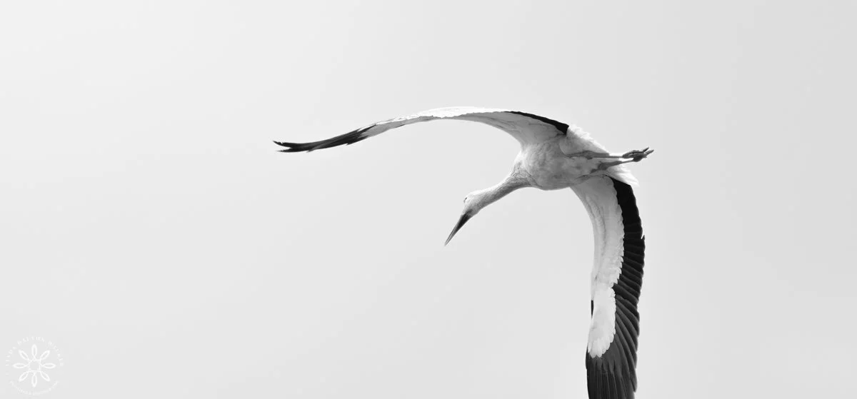 White Stork - white large shore bird with black tipped wings, flying in air in Sicily, Italy, Photograph by Salt Lake City, Utah Wildlife Photographer, Linda Dalton Walker