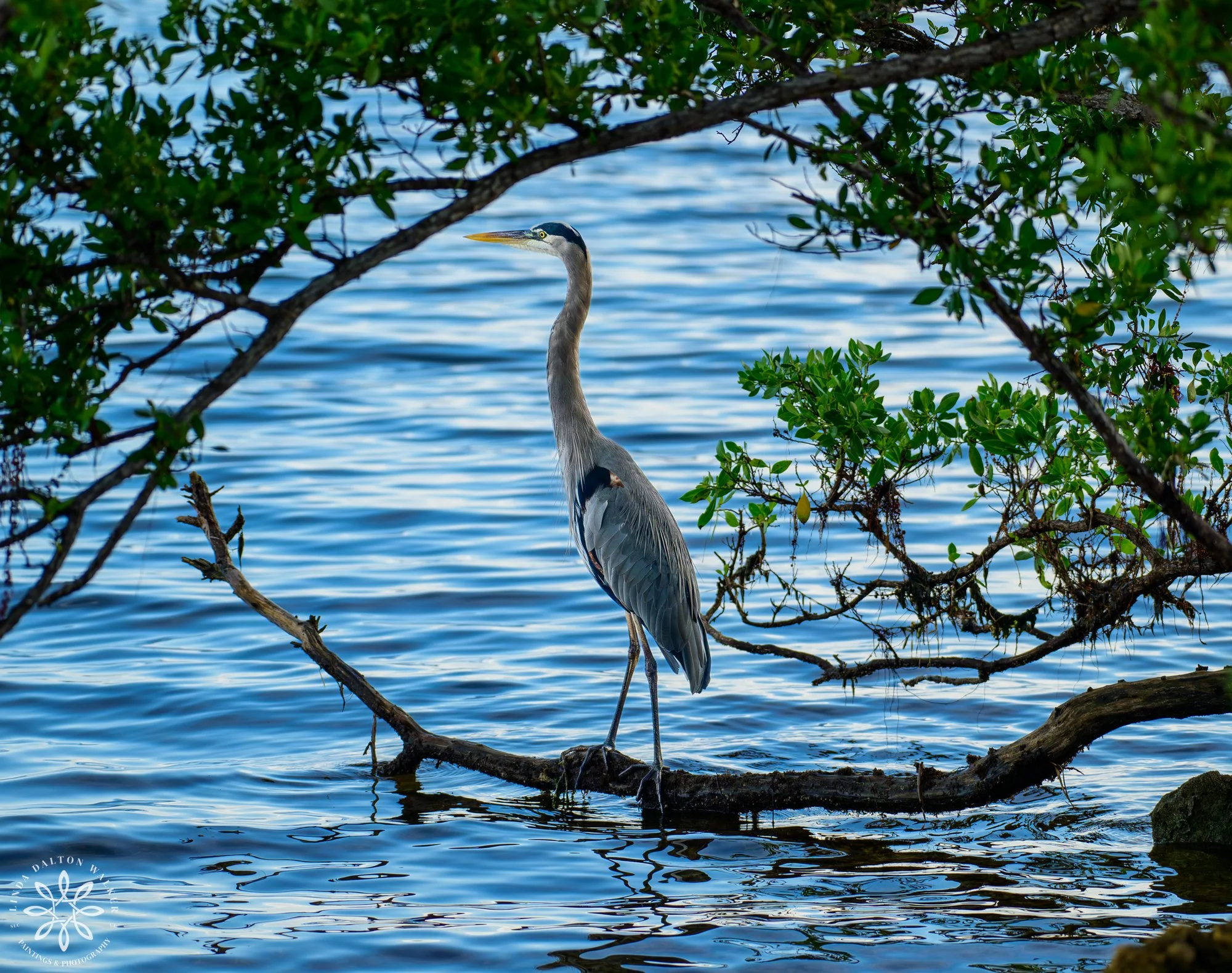 Everglades, Biscayne National Park, Great Blue Heron
