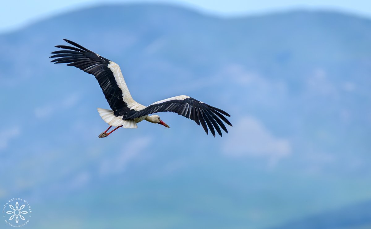 White Stork - white large shore bird with black tipped wings, flying in air in Sicily, Italy, Photograph by Salt Lake City, Utah Wildlife Photographer, Linda Dalton Walker