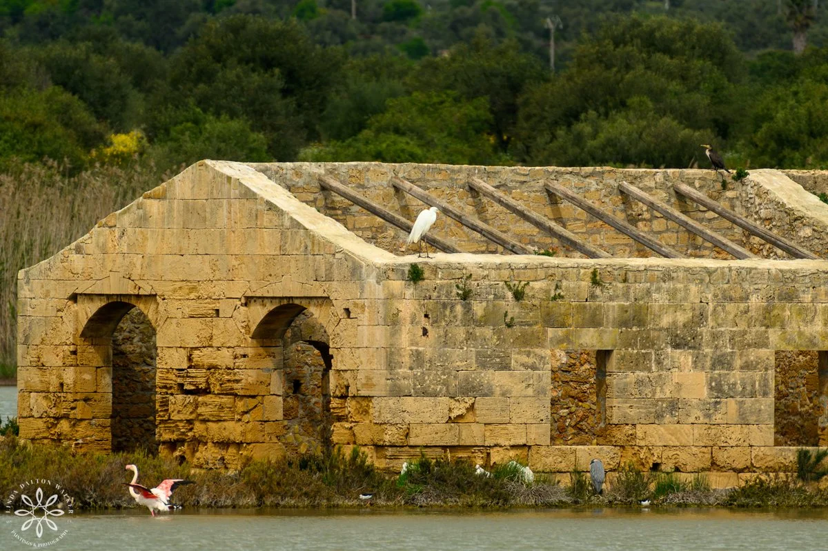 Ancient building with greater flamingo and other birds on open roof, Sicily, Italy, fine art wildlife photography print by Linda Dalton Walker