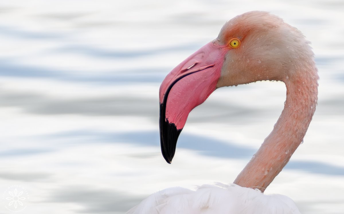Greater Flamingos, Priolo Nature Reserve, Sicily, Portrait