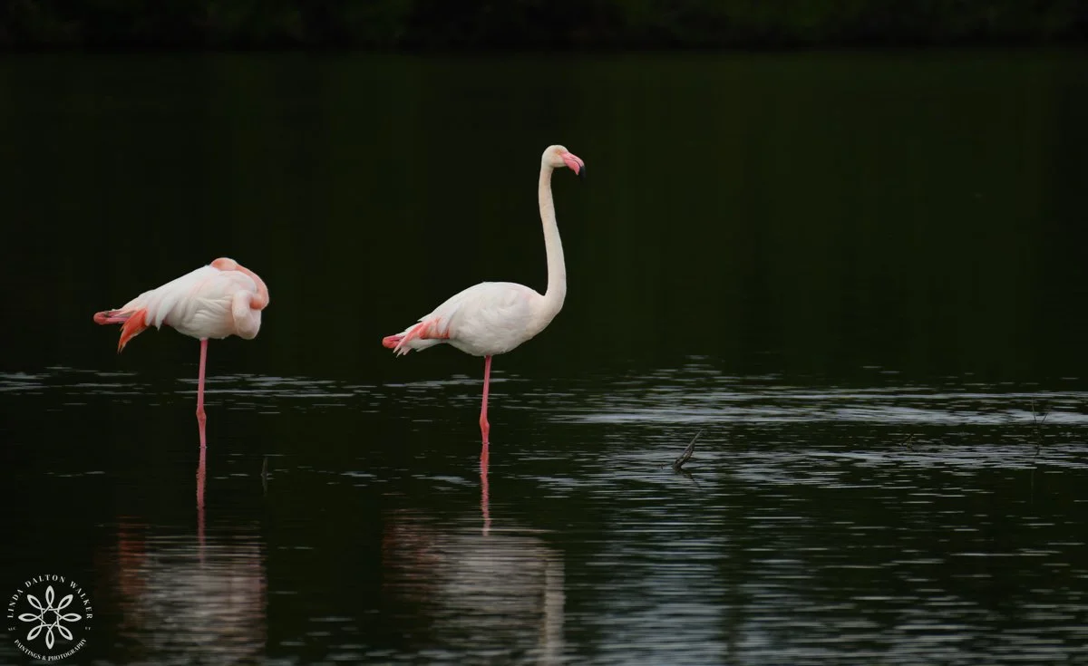 Greater Flamingos, Priolo Nature Reserve, Sicily, Time to Wake Up