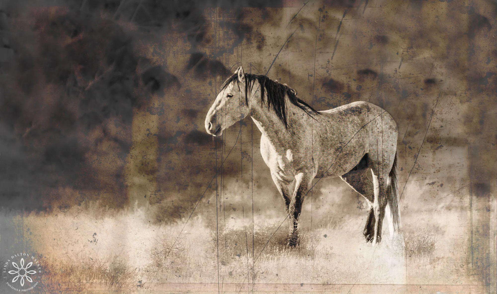 Onaqui Wild Horse, The Leader