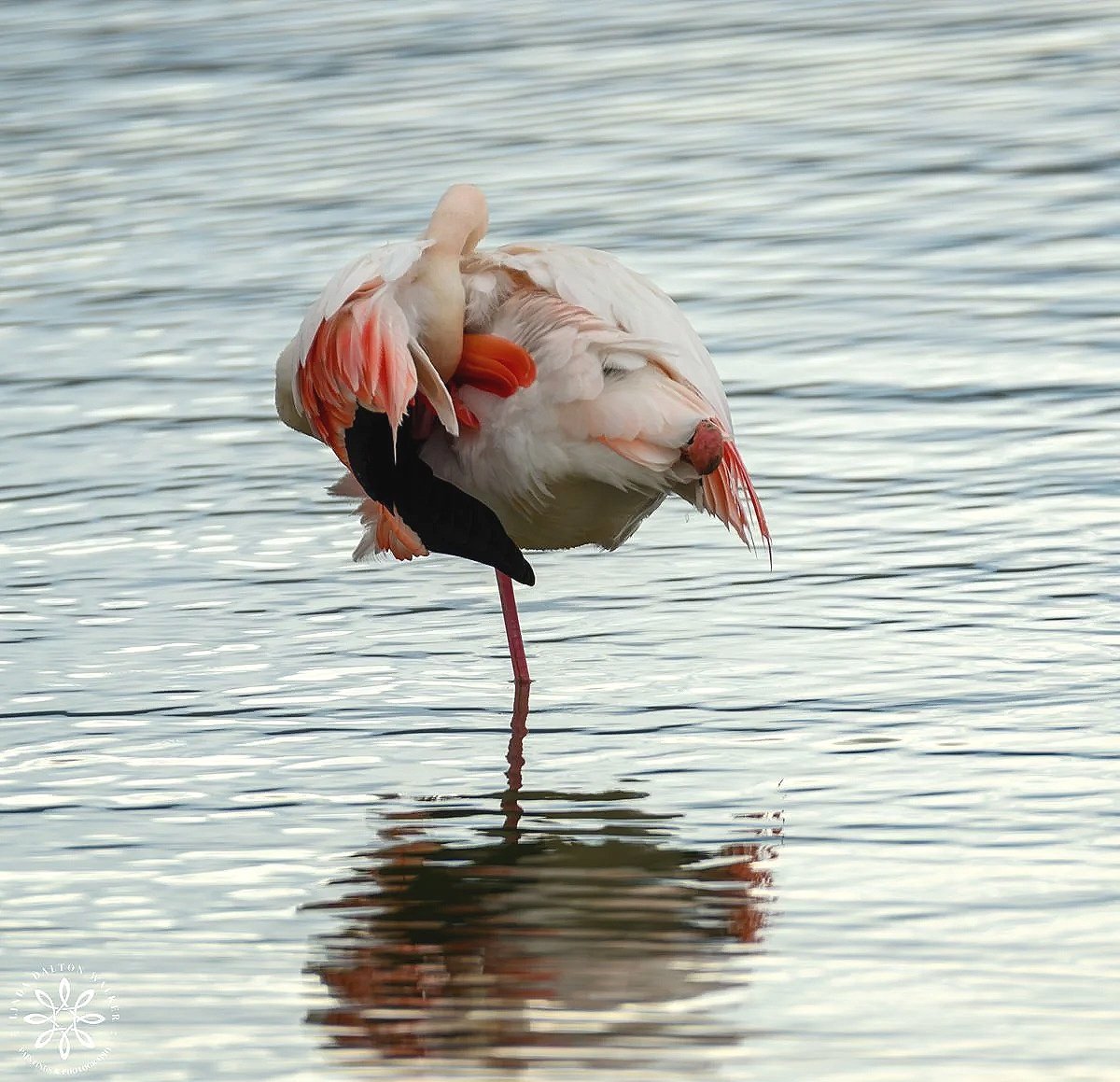 Greater Flamingo all tucked in, standing on one leg in water, Sicily, Italy, fine art wildlife photography print by Linda Dalton Walker