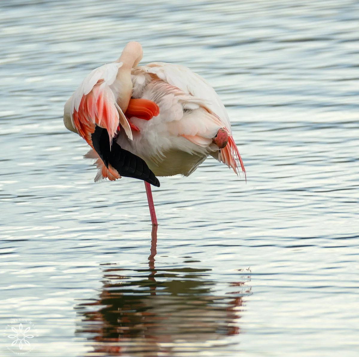 Greater Flamingo, Priolo Nature Reserve, Sicily, Sleeping on One Leg