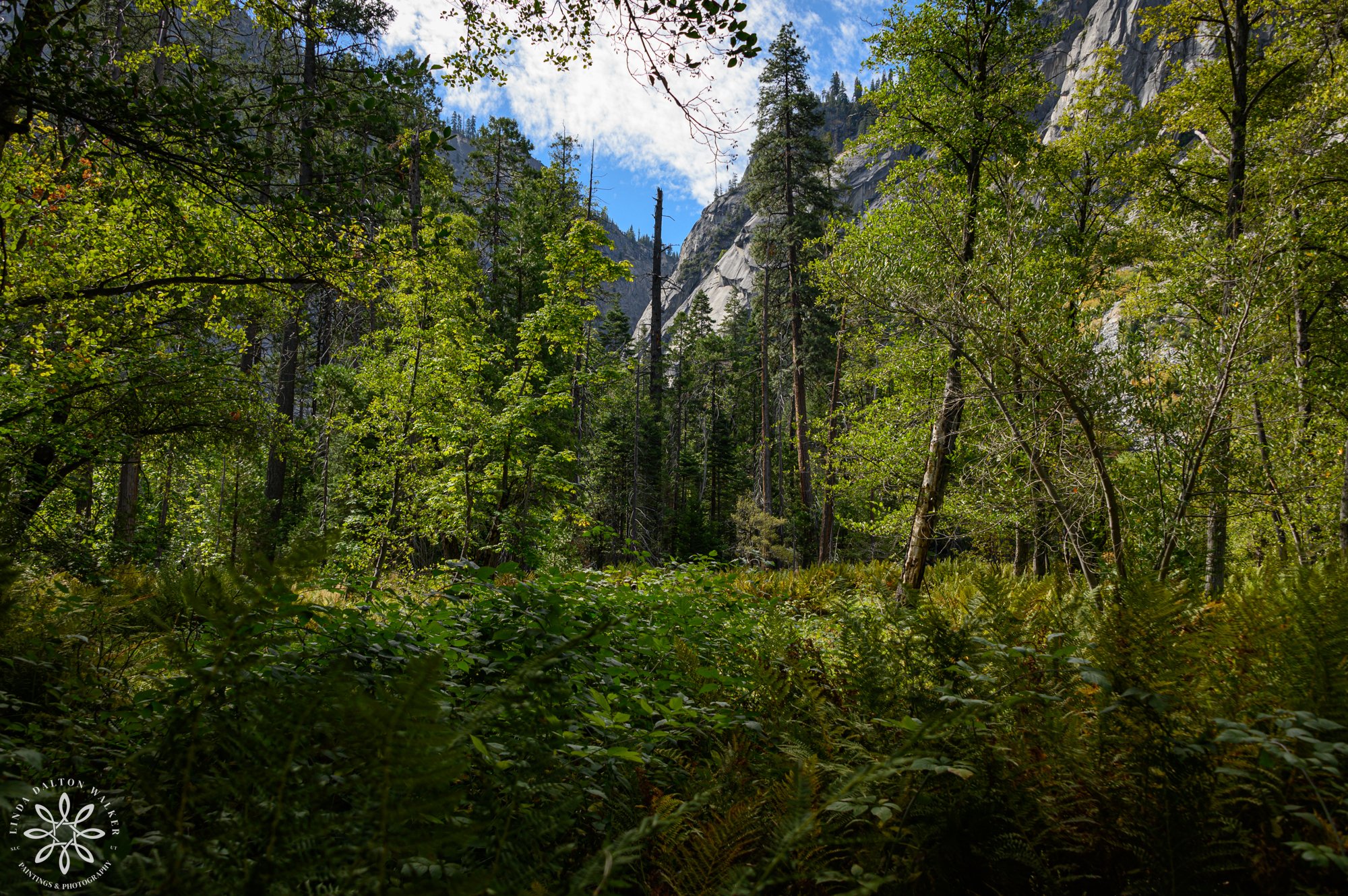 Green fen and towering granite cliff face framed against a blue sky along the Mist Trail in Yosemite National Park.