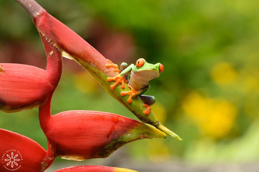 Red Eyed Tree Frog, Agalychnis callidryas, Costa Rica