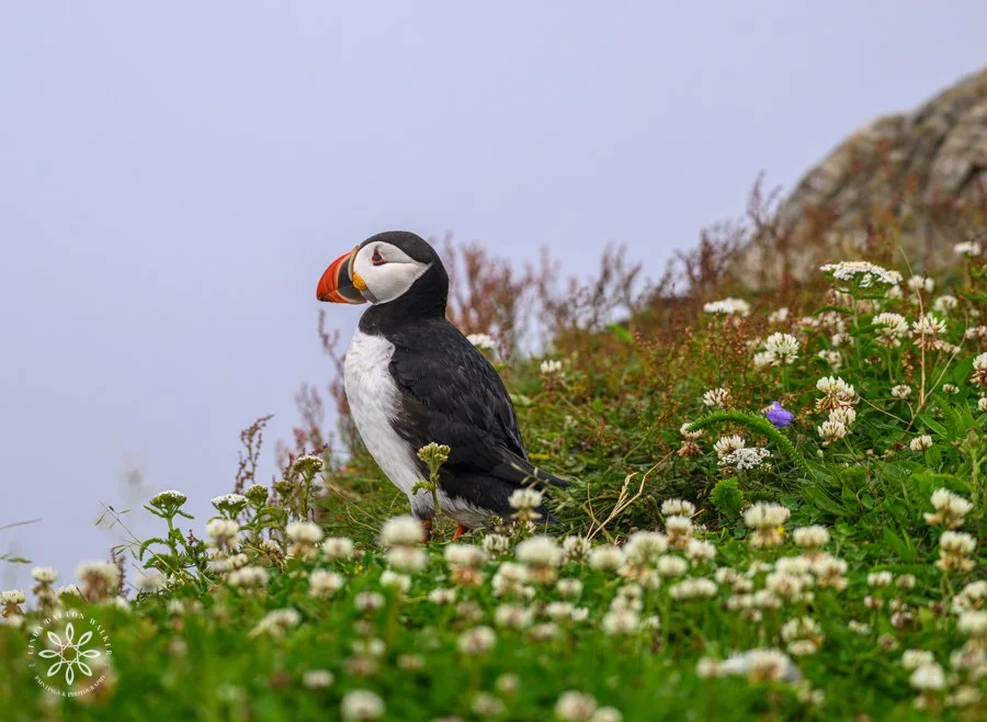 Atlantic puffin standing on an edge with water below, in a field of white flowers, newfoundland.