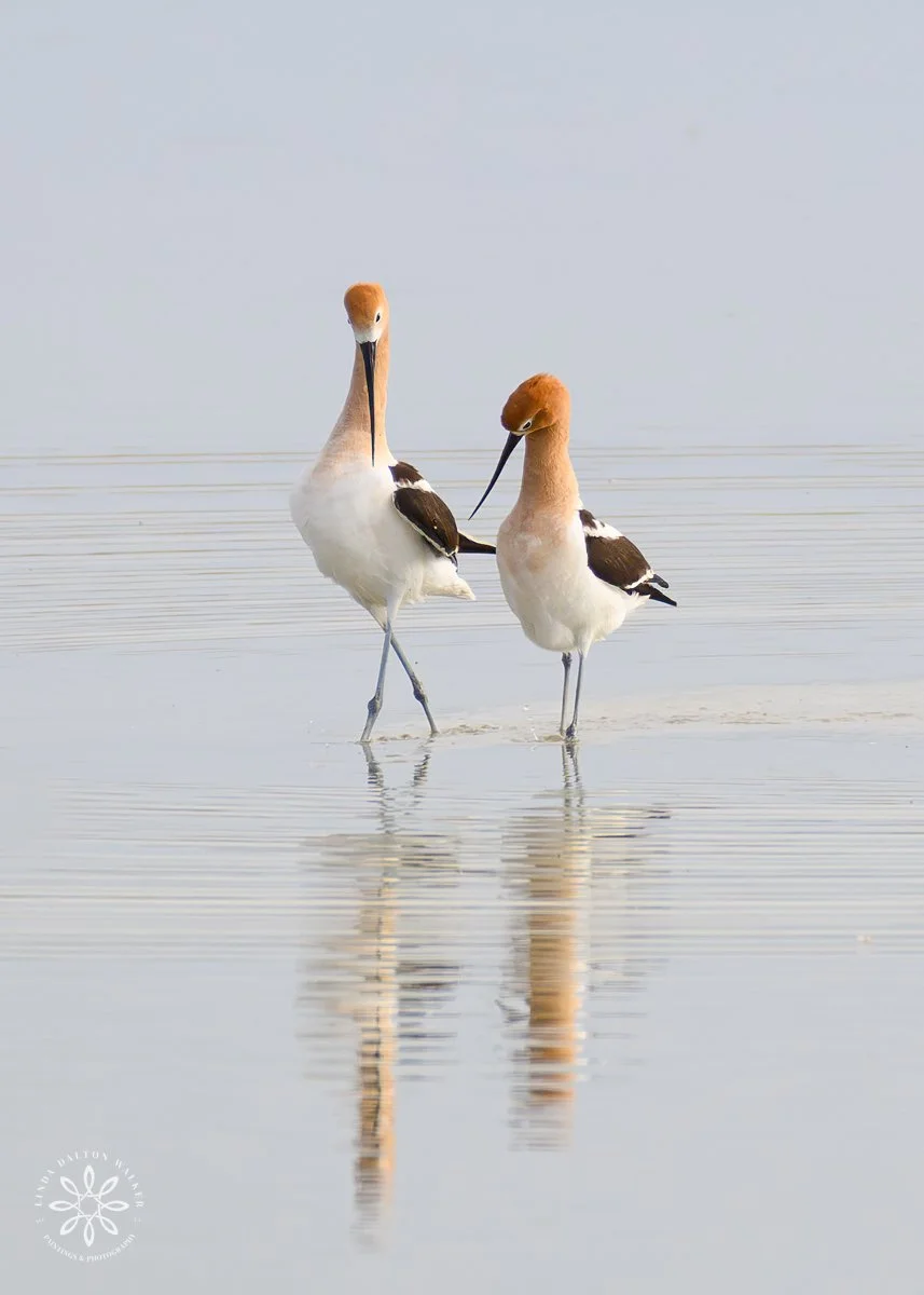 Great Salt Lake Utah Wildlife Print | American Avocet, Strolling