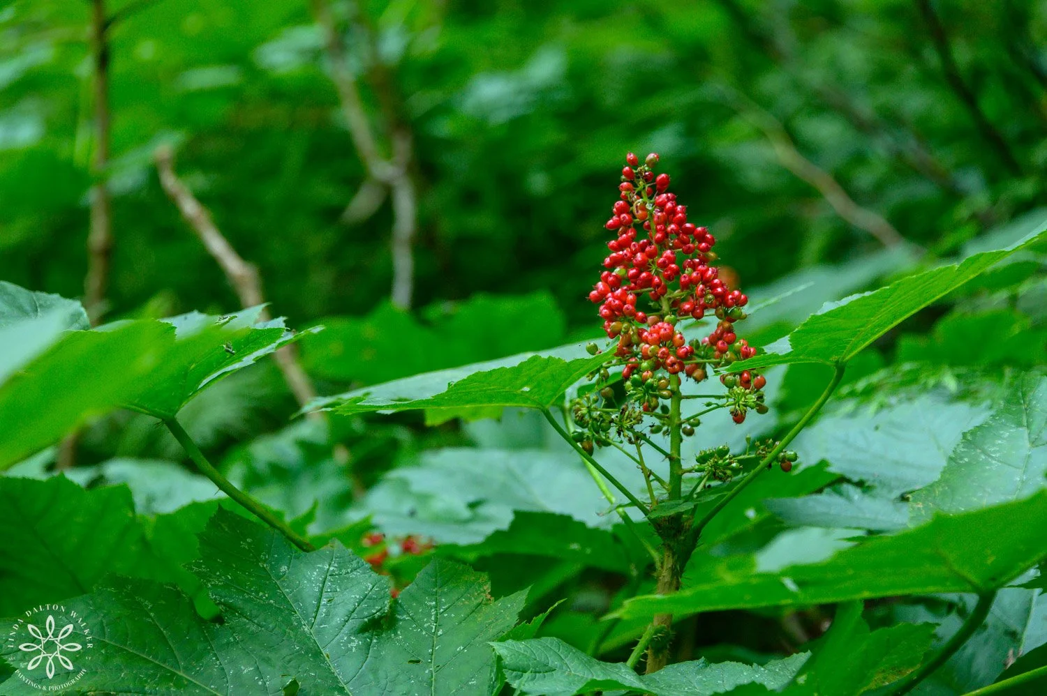 wild berries surrounded by greenery, Glacier National Park, Fine Art Photography