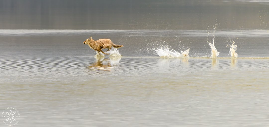 Fox running across shallow water