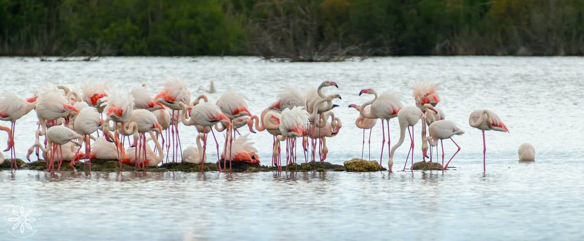 Greater Flamingos, Priolo Nature Reserve, Sicily, Questions