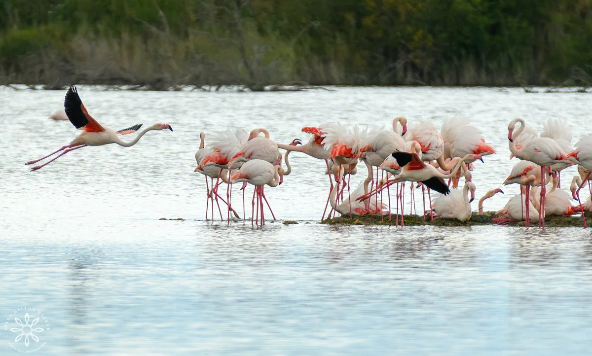 Greater Flamingos, Priolo Nature Reserve, Sicily, Graceful