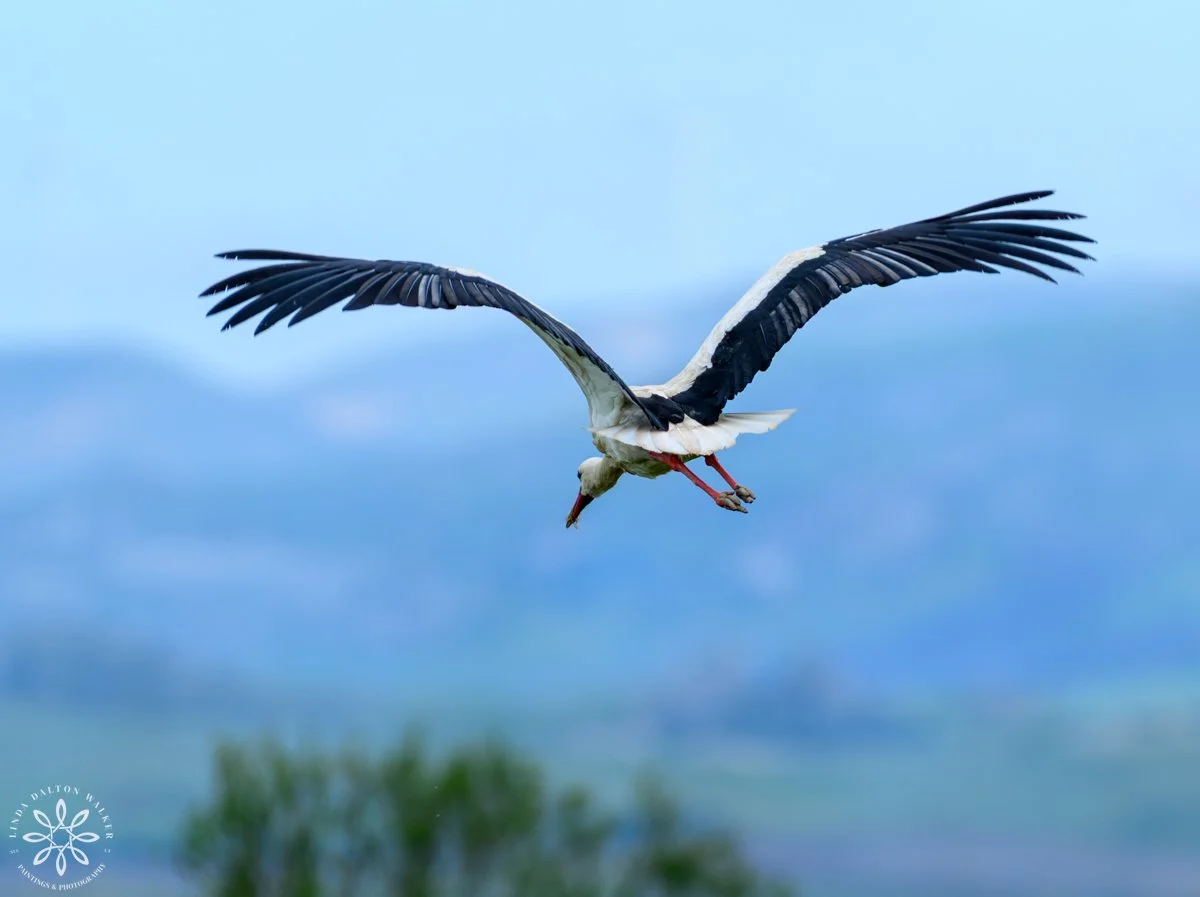 White Stork - white large shore bird with black tipped wings, flying in air in Sicily, Italy, Photograph by Salt Lake City, Utah Wildlife Photographer, Linda Dalton Walker