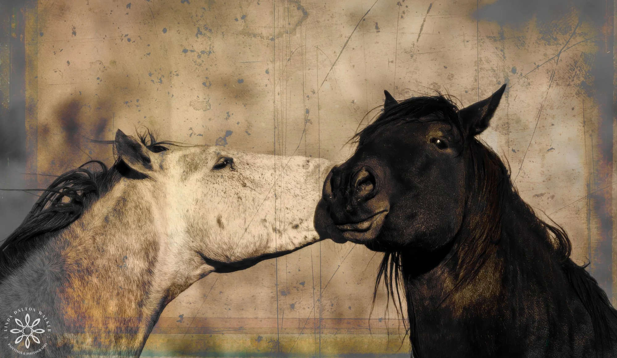 Wild Onaqui Horses, Playful Moment