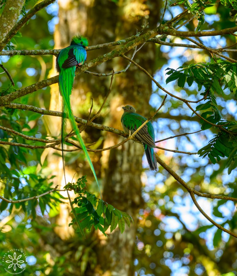 Resplendent Quetzal bird, (Pharomachrus mocinno) male and female with bright green body with red and white on breast, fine art bird photography print by Linda Dalton Walker