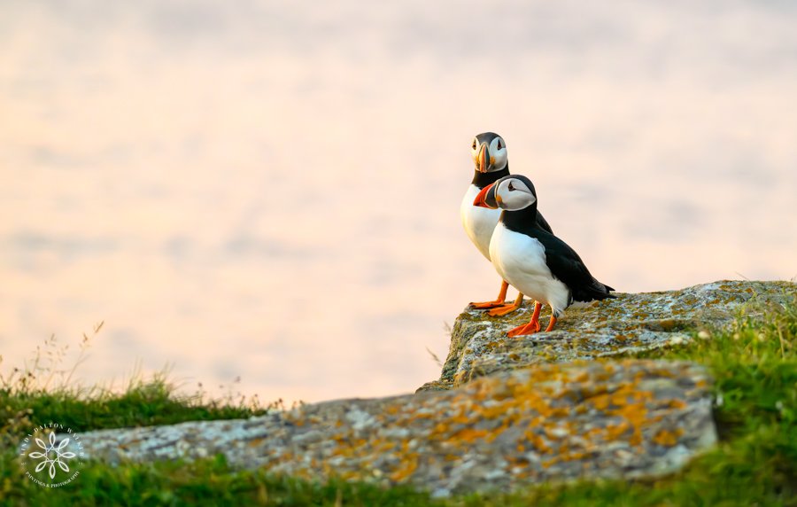 Two Atlantic Puffins standing on a cliff edge, Newfoundland Canada
