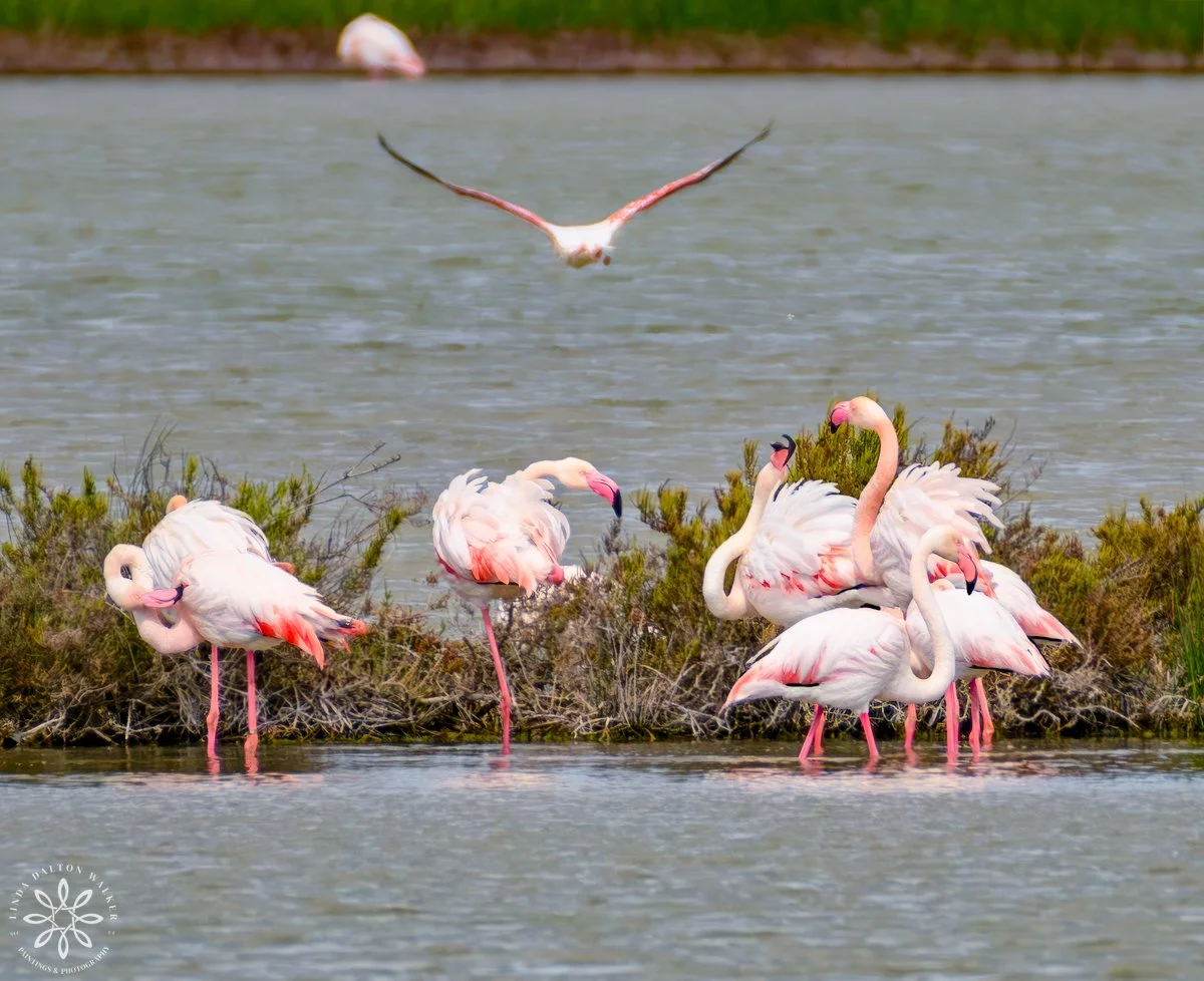 Greater Flamingos, Priolo Nature Reserve, Sicily, In the Wind