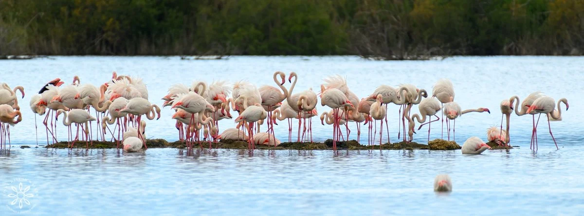 Greater Flamingos, Group in a line with two of them making a heart shape, Sicily, Italy, fine art wildlife photography print by Linda Dalton Walker