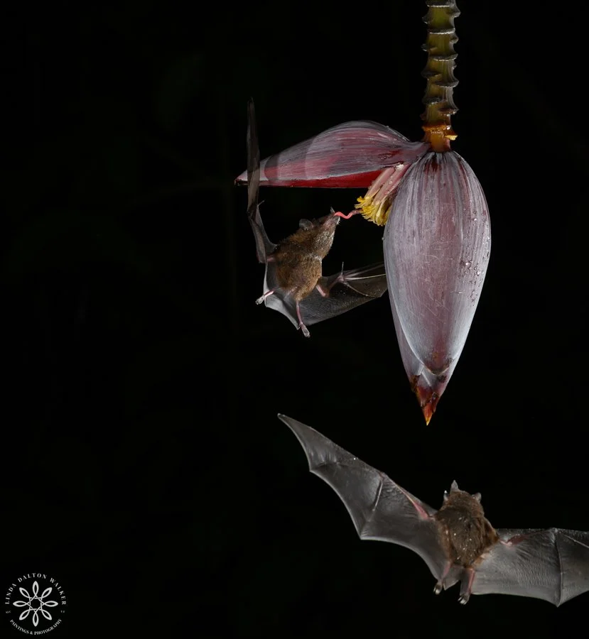 Bats, Chiroptera, Costa Rica