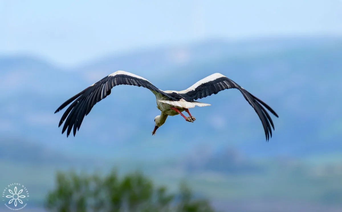 White Stork - white large shore bird with black tipped wings, flying in air in Sicily, Italy, Photograph by Salt Lake City, Utah Wildlife Photographer, Linda Dalton Walker
