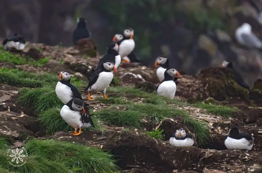 Nesting rookery of atlantic puffins with some of them in burrows and others standing. Newfoundland