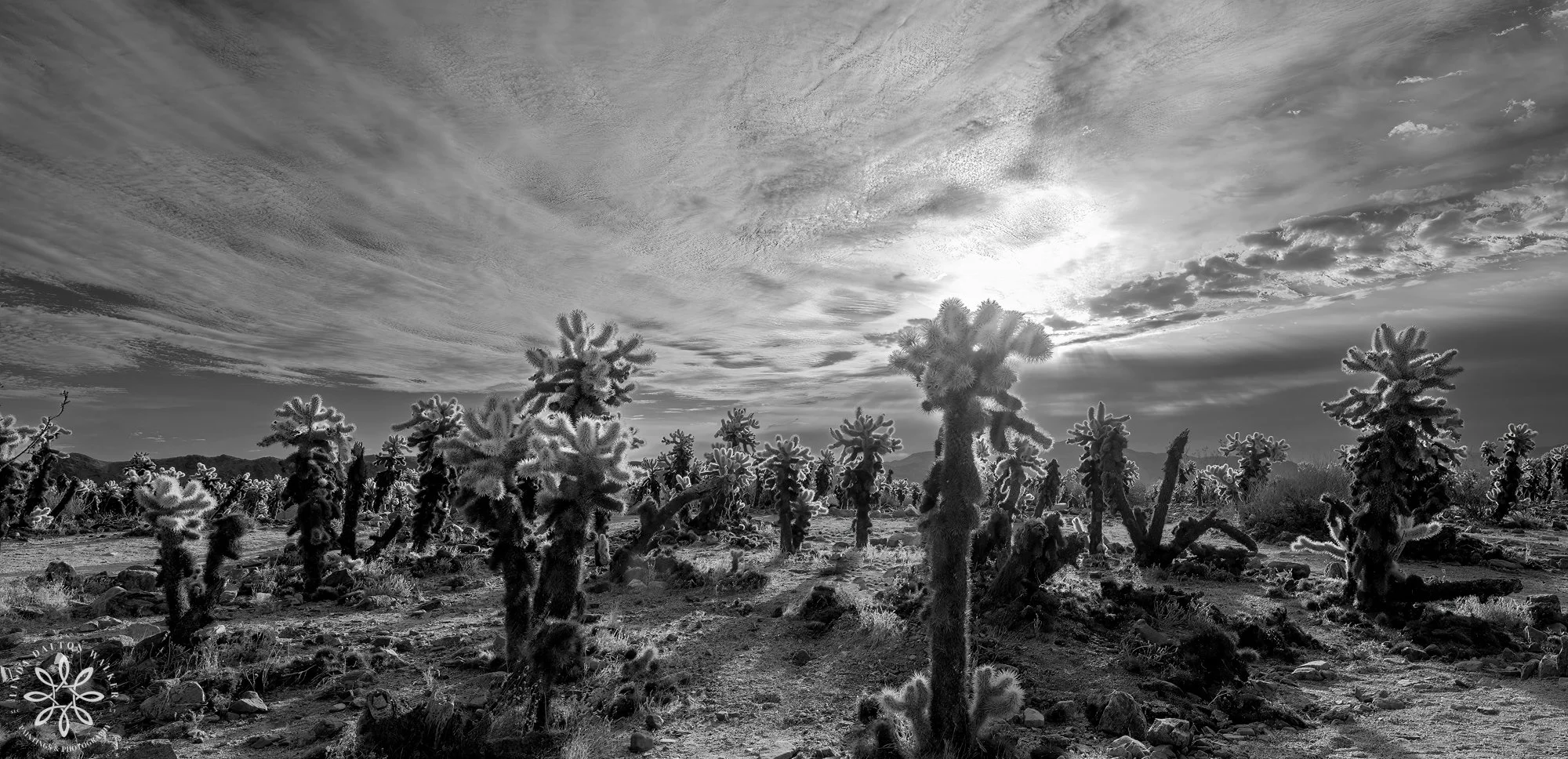 Joshua Tree National Park, Cholla Cactus Garden, Monochrome