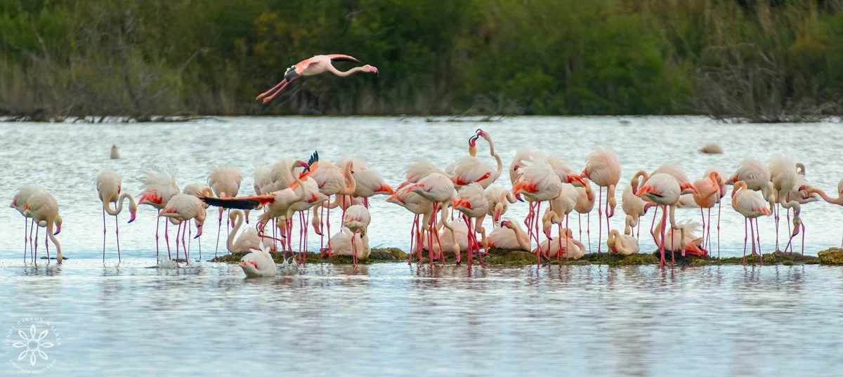 Greater Flamingos, Priolo Nature Reserve, Sicily, Landing