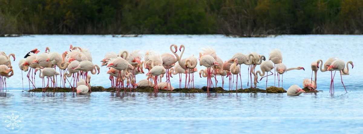Greater Flamingos, Priolo Nature Reserve, Sicily, Love