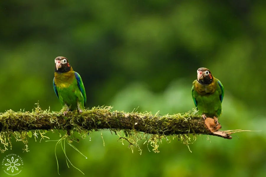 Brown Hooded Parrot, Pyrillia haematotis, Costa Rica, two parrots with green bodies and brown head standing on moss covered branch, fine art bird photography print by Linda Dalton Walker