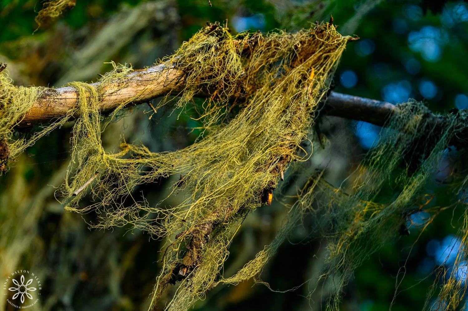 Fine art photograph of moss growing on trees in Glacier National Park