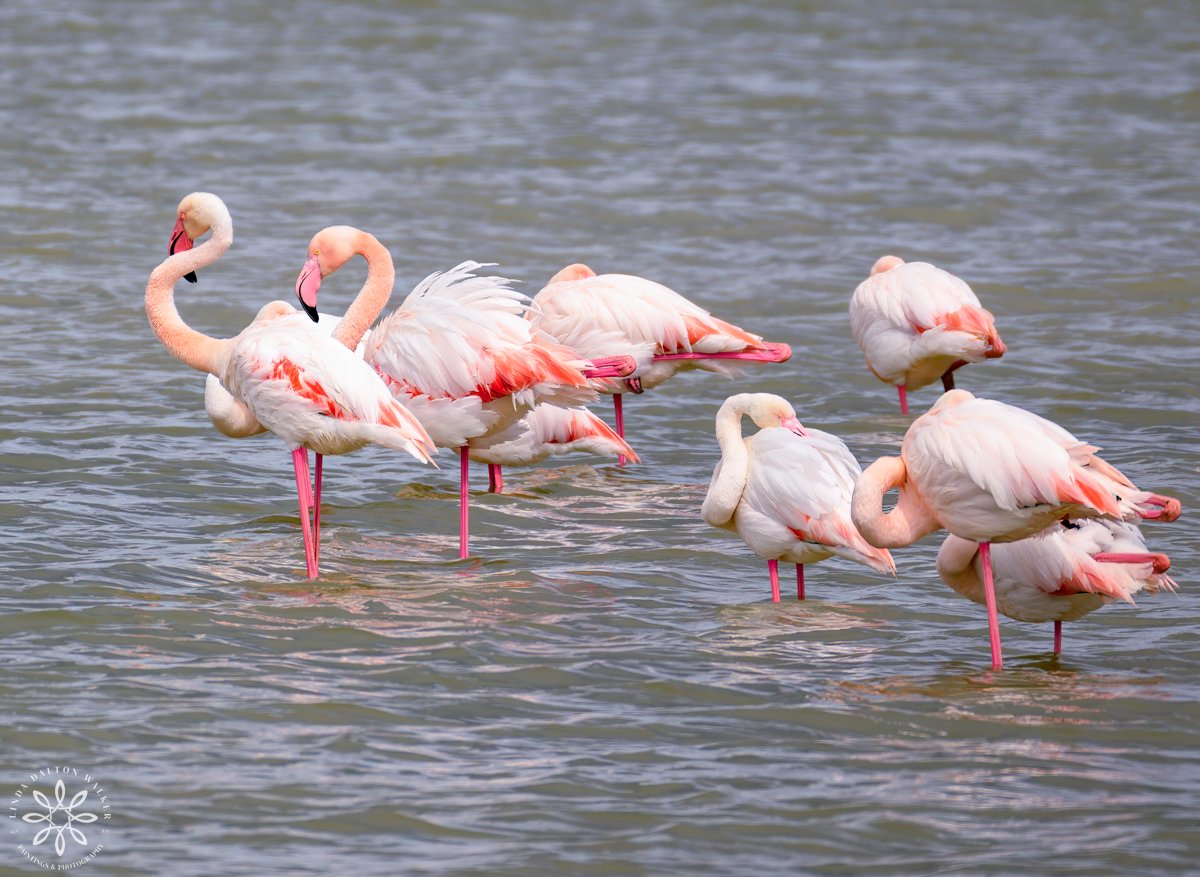 Grouping of Greater Flamingos standing in water some awake and some asleep.